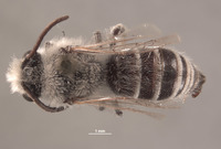 Image of Colletes larreae