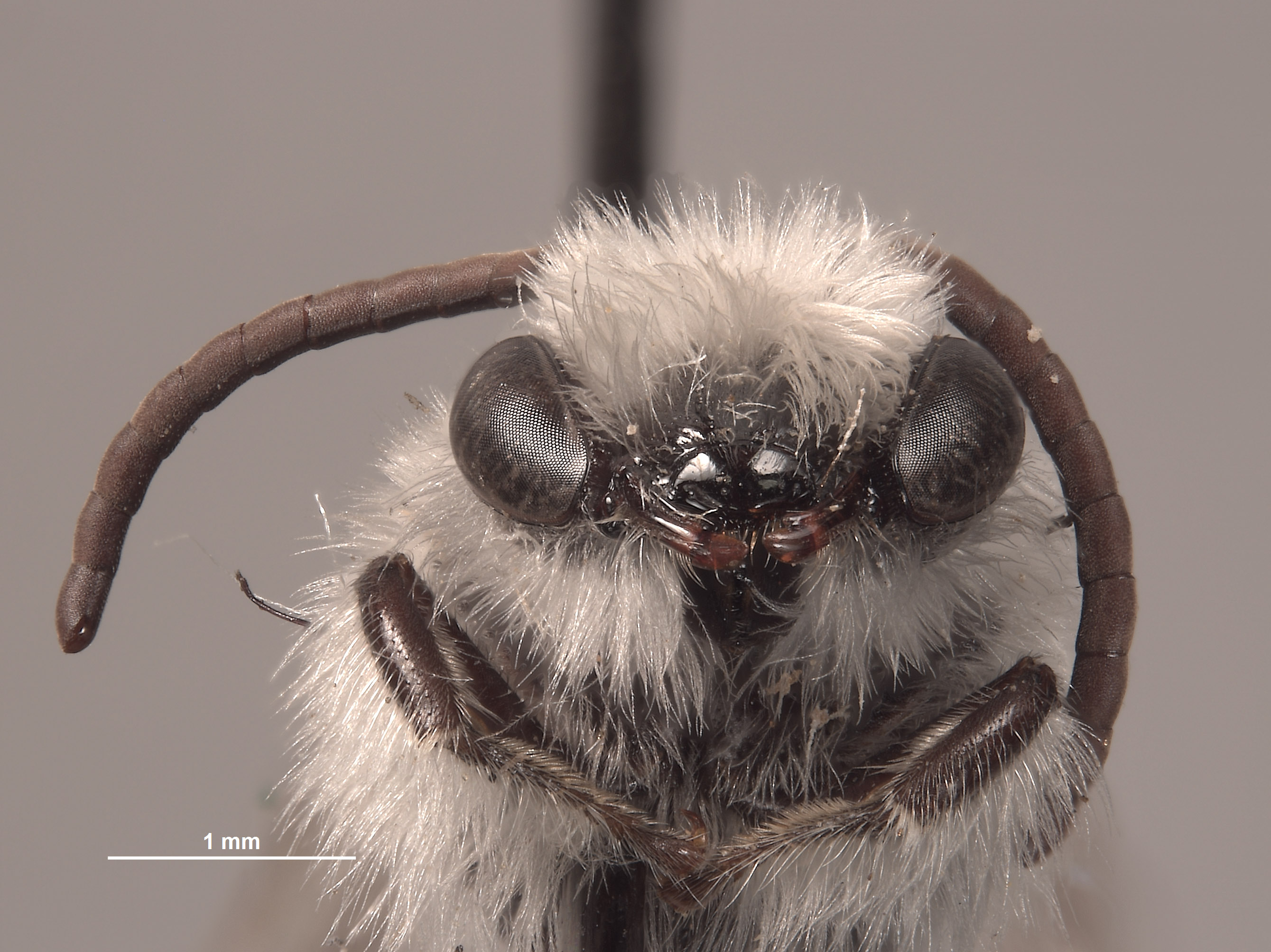 Colletes larreae image
