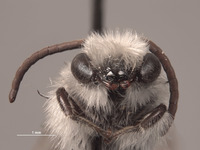 Colletes larreae image