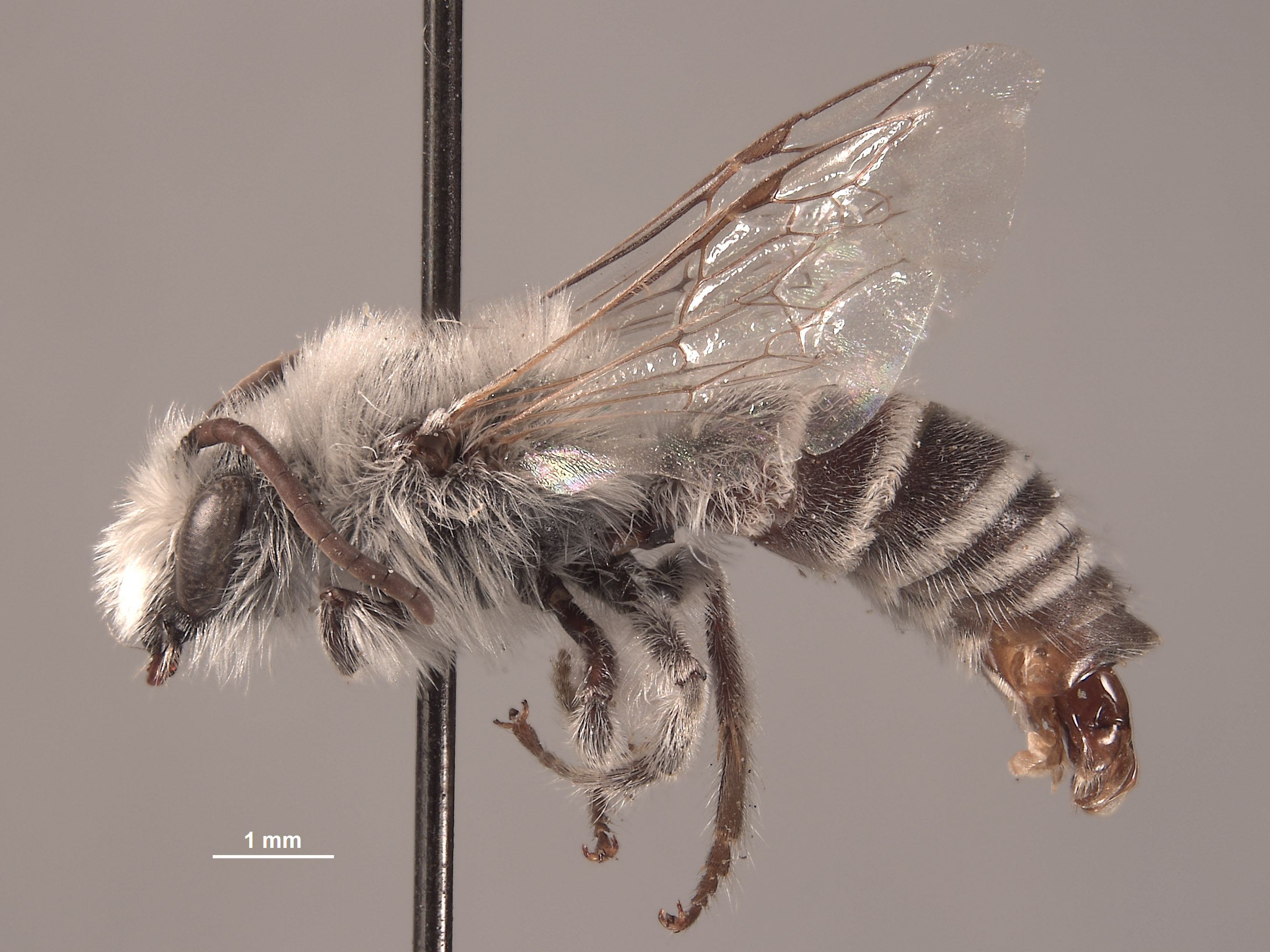 Colletes larreae image