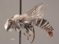 Colletes larreae image