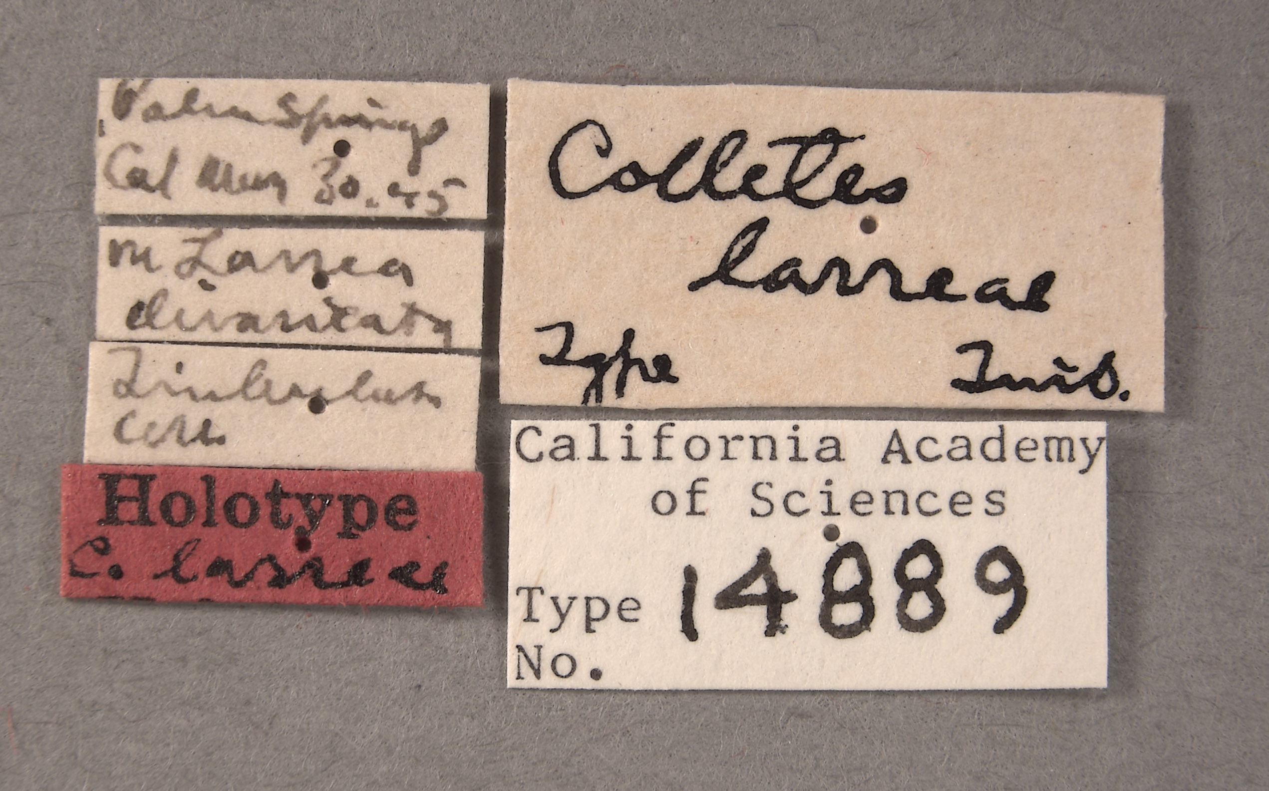 Colletes larreae image