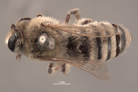 Image of Colletes laticinctus