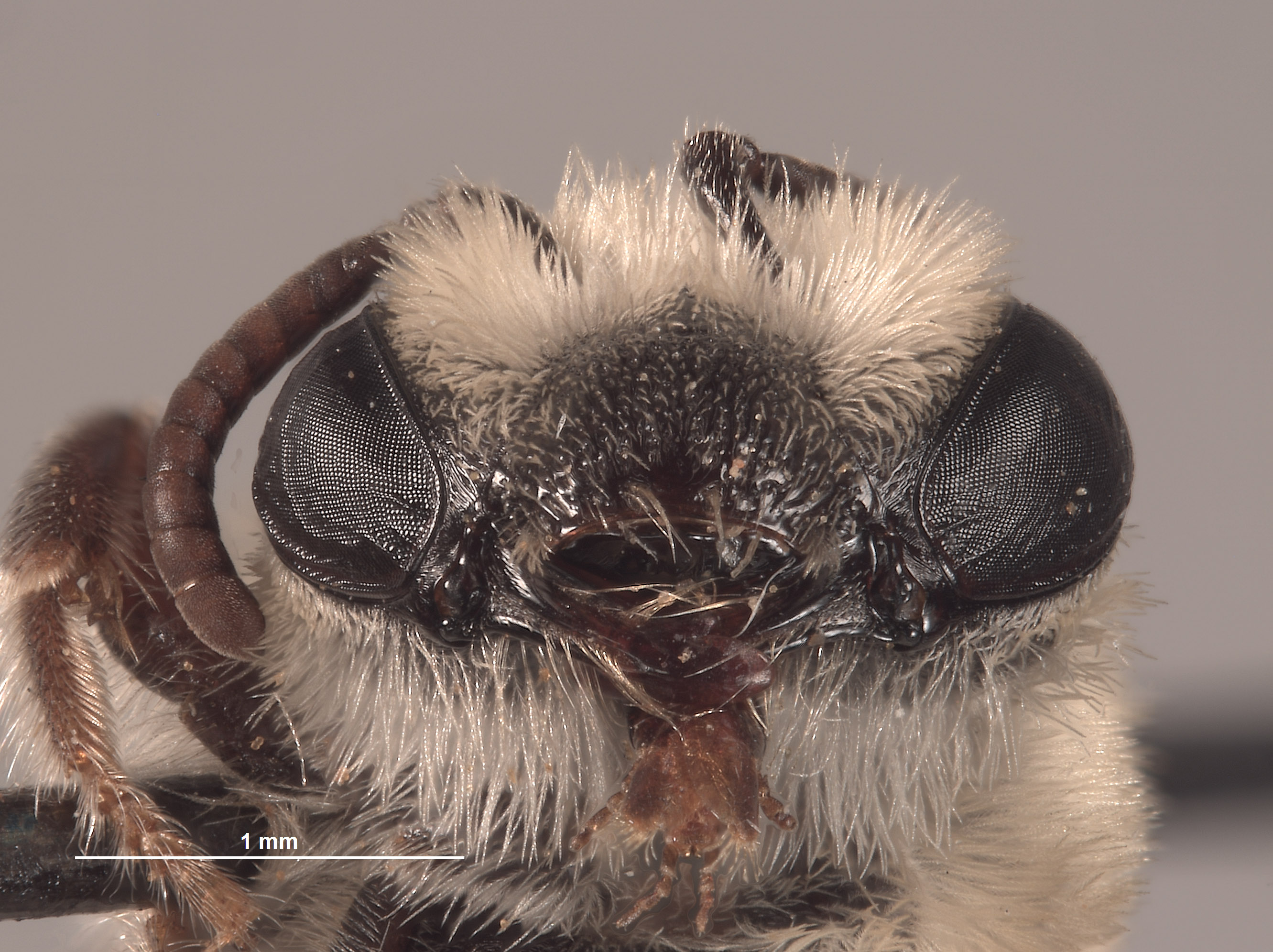 Colletes laticinctus image