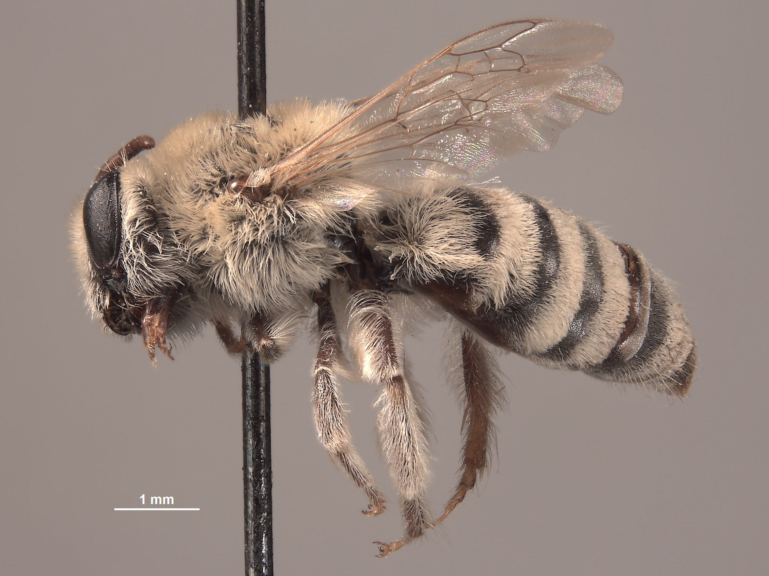 Colletes laticinctus image