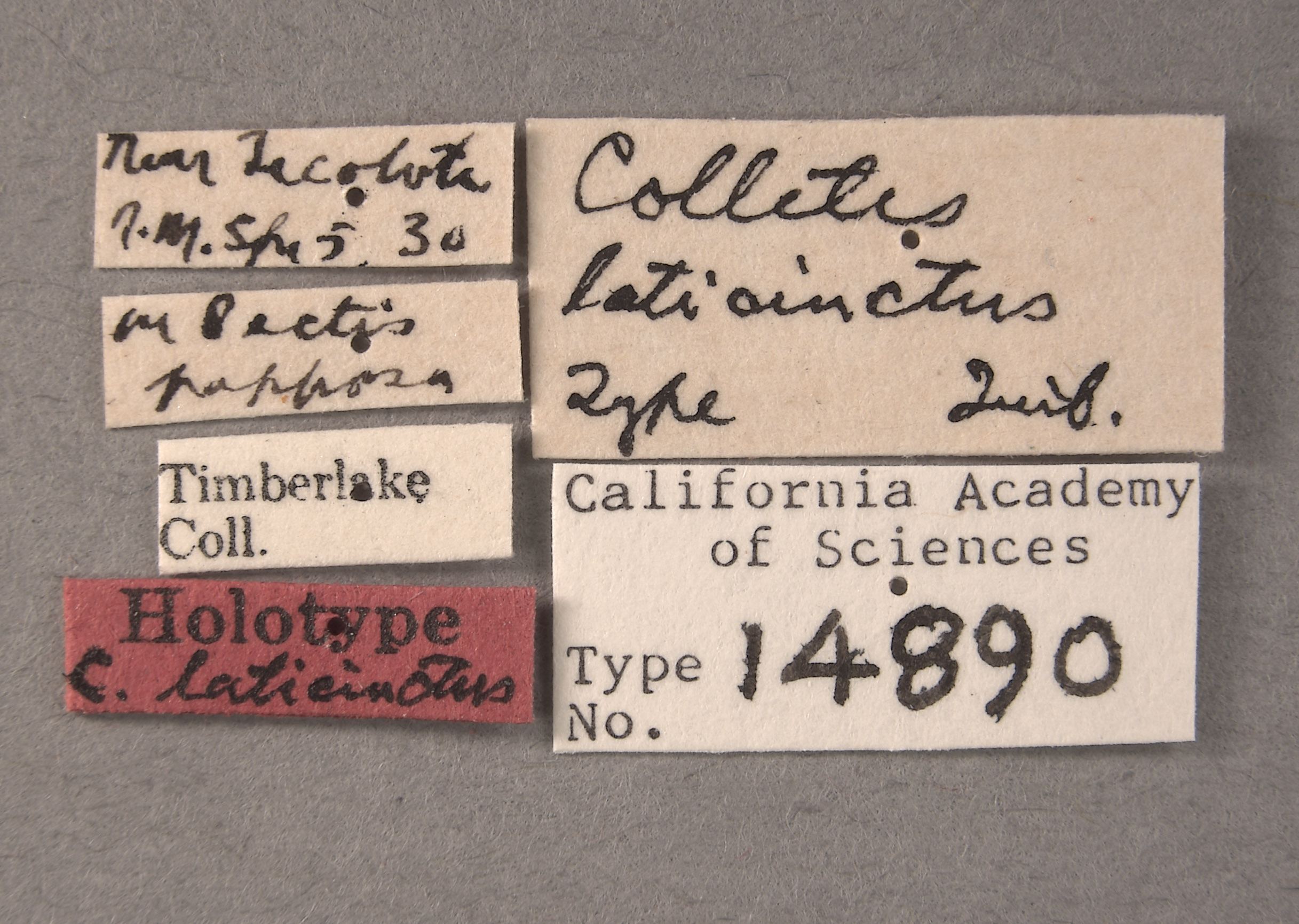 Colletes laticinctus image