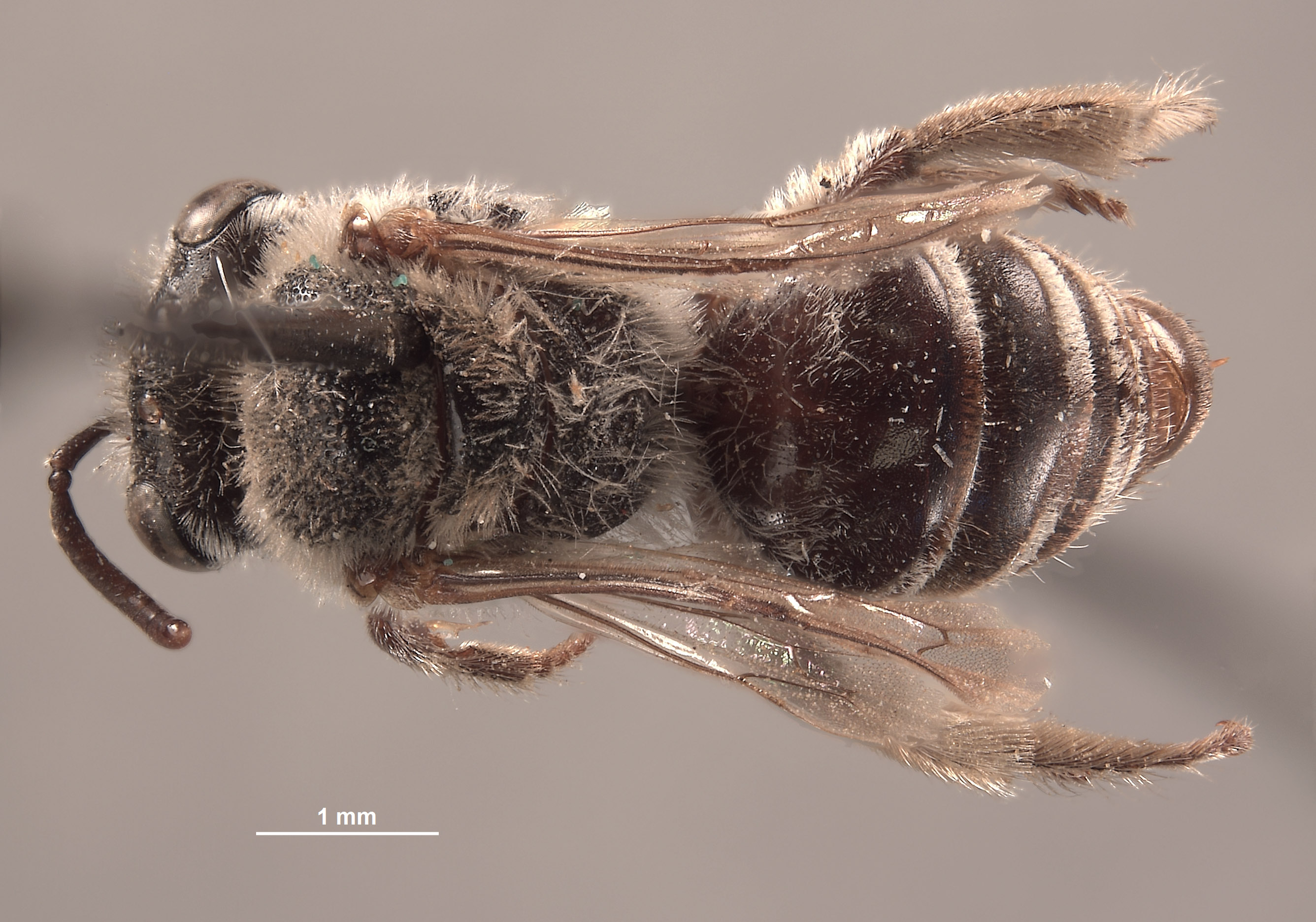 Colletes linsleyi image