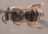 Image of Colletes linsleyi