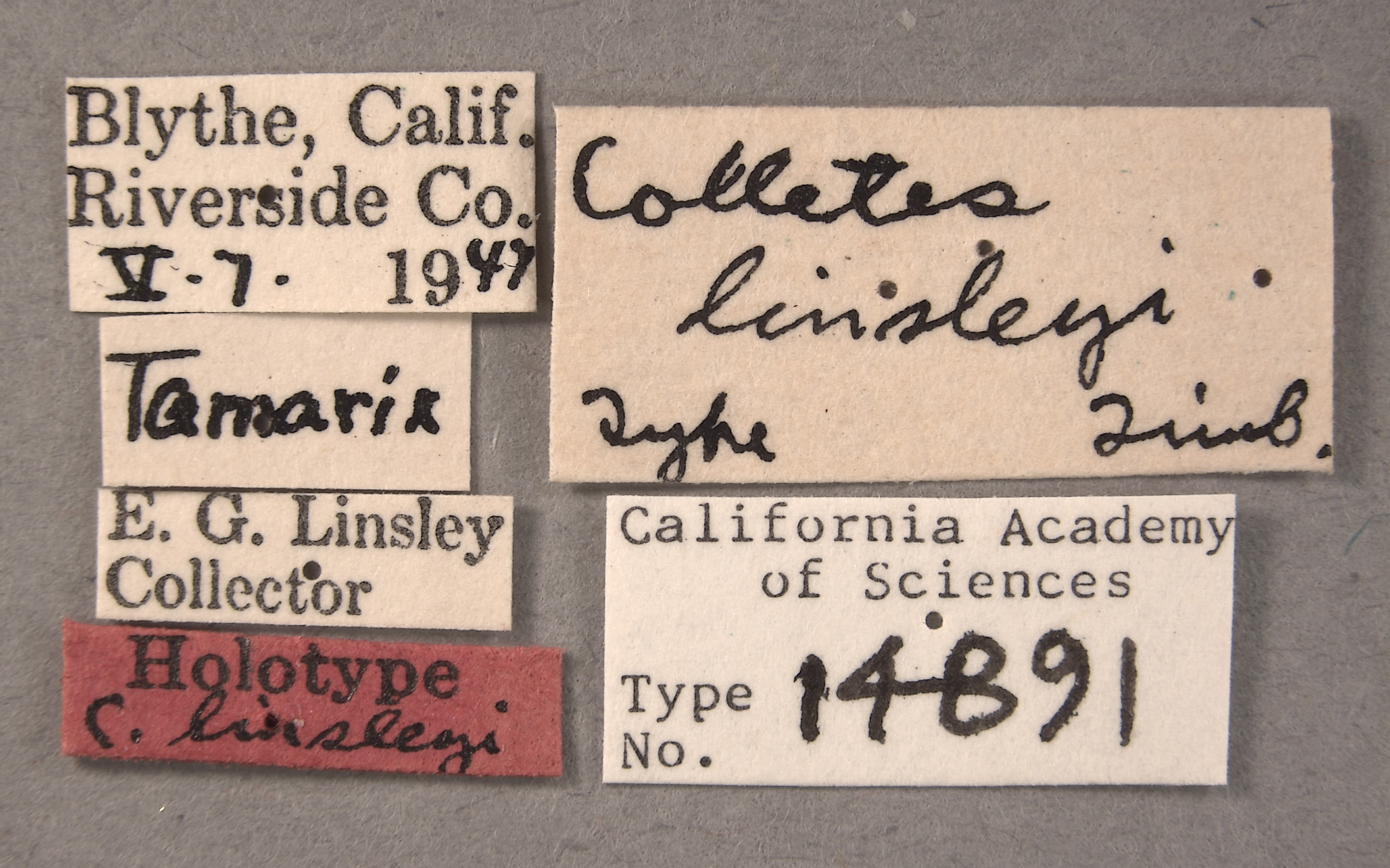 Colletes linsleyi image