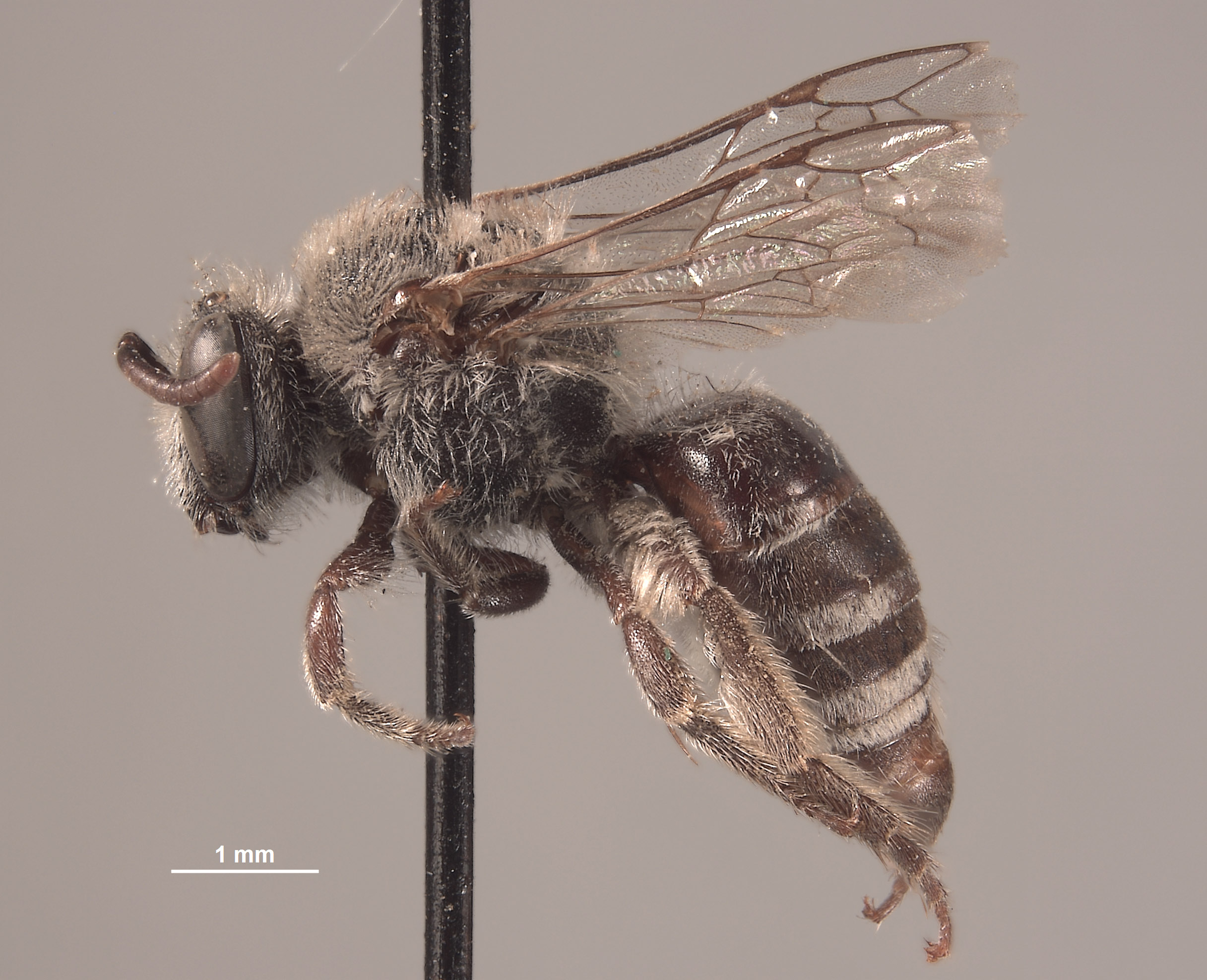 Colletes linsleyi image