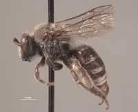 Colletes linsleyi image