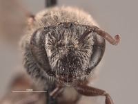 Colletes linsleyi image