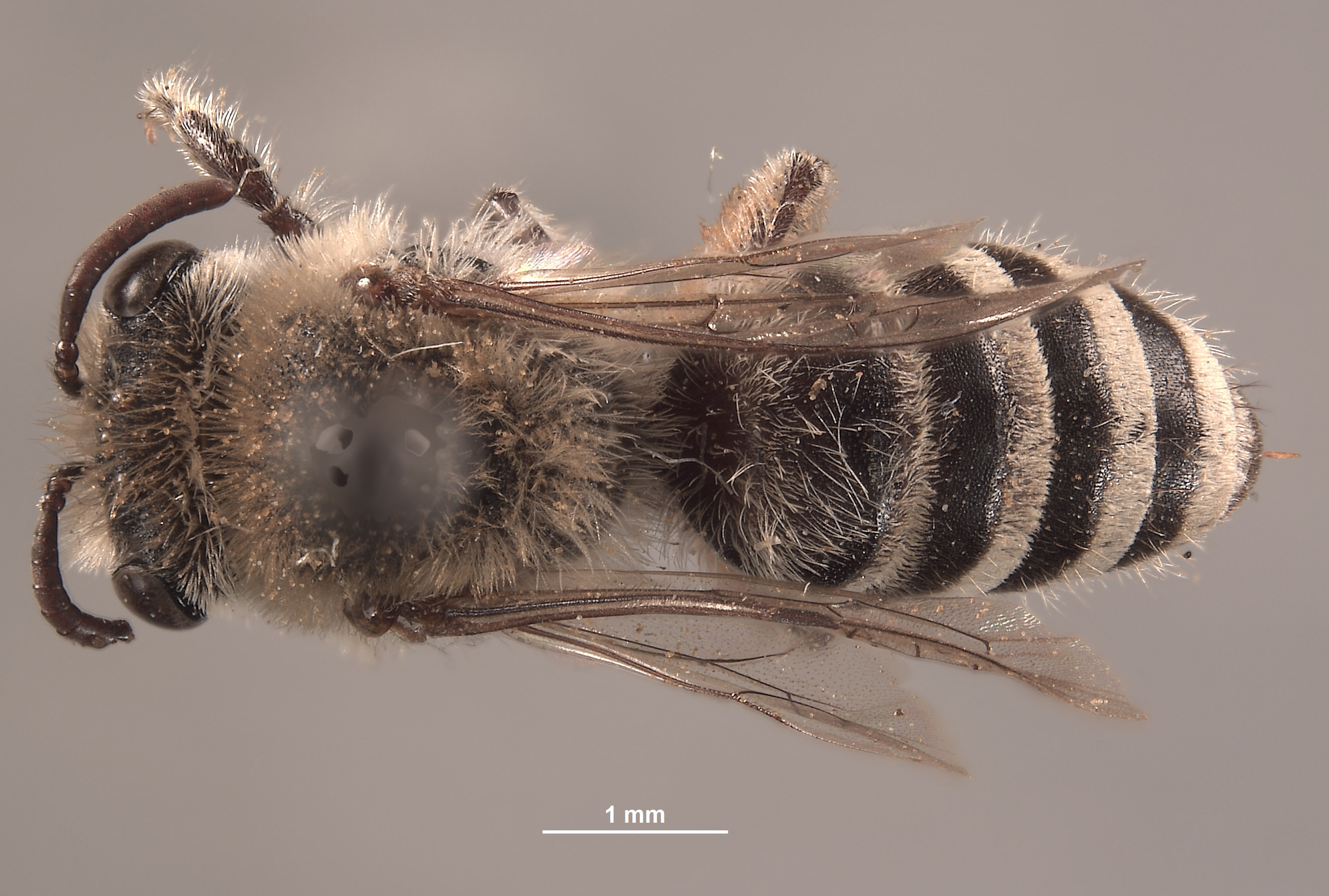 Colletes monticola image