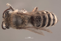 Colletes monticola image