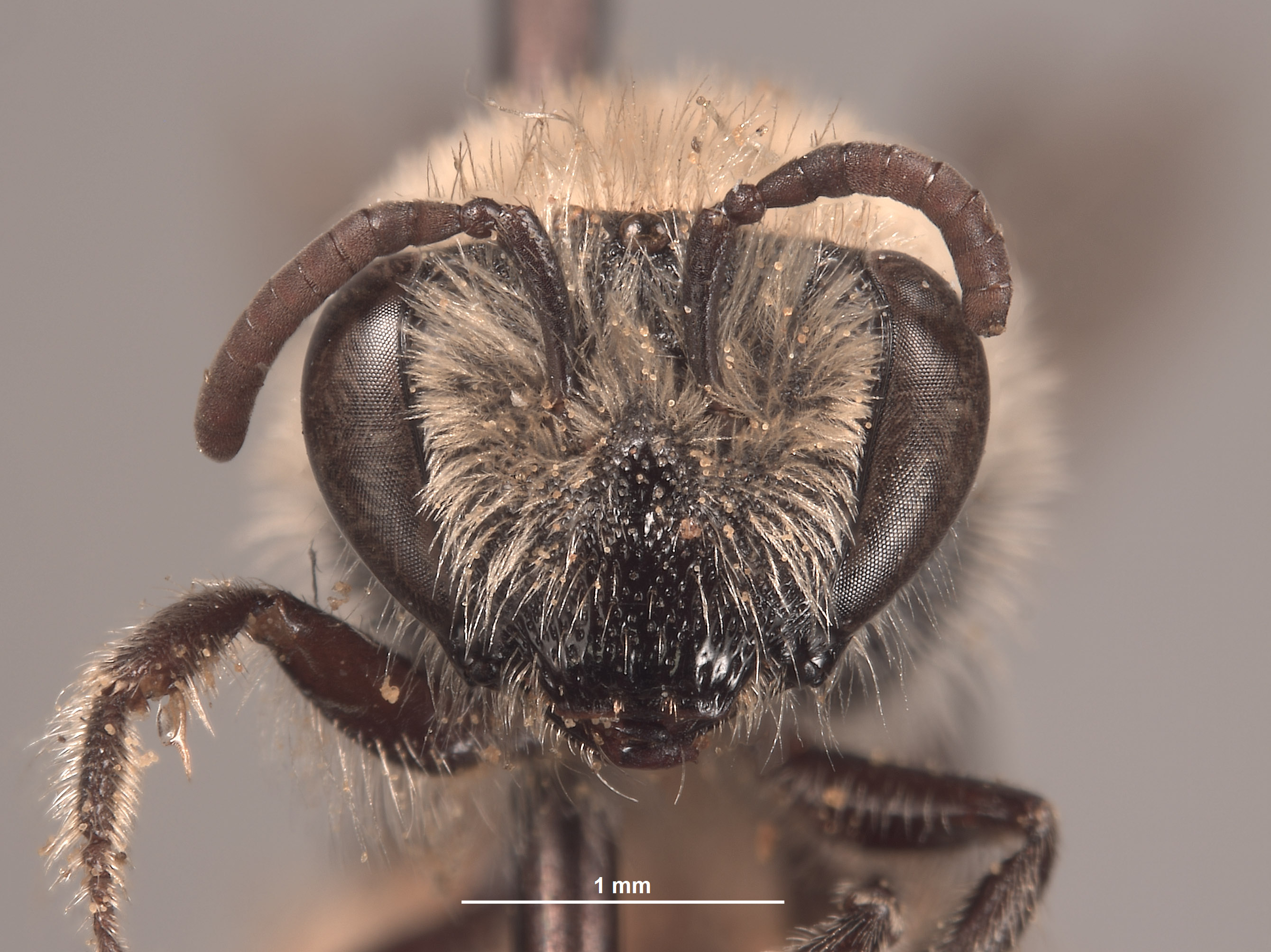 Colletes monticola image