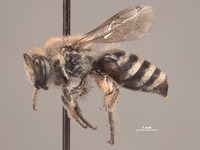 Colletes monticola image