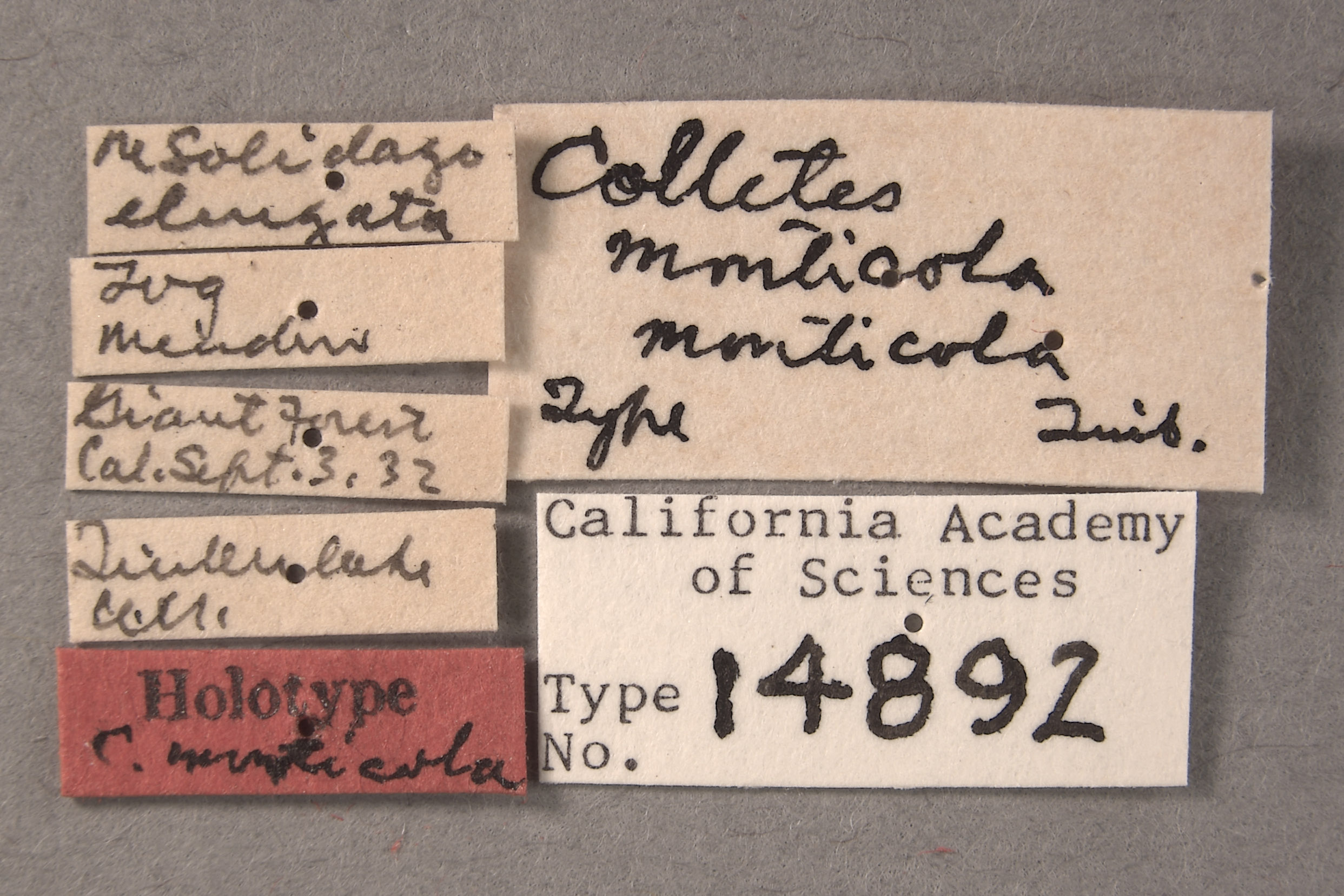 Colletes monticola image