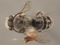 Colletes rudis image