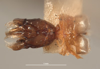 Colletes rudis image