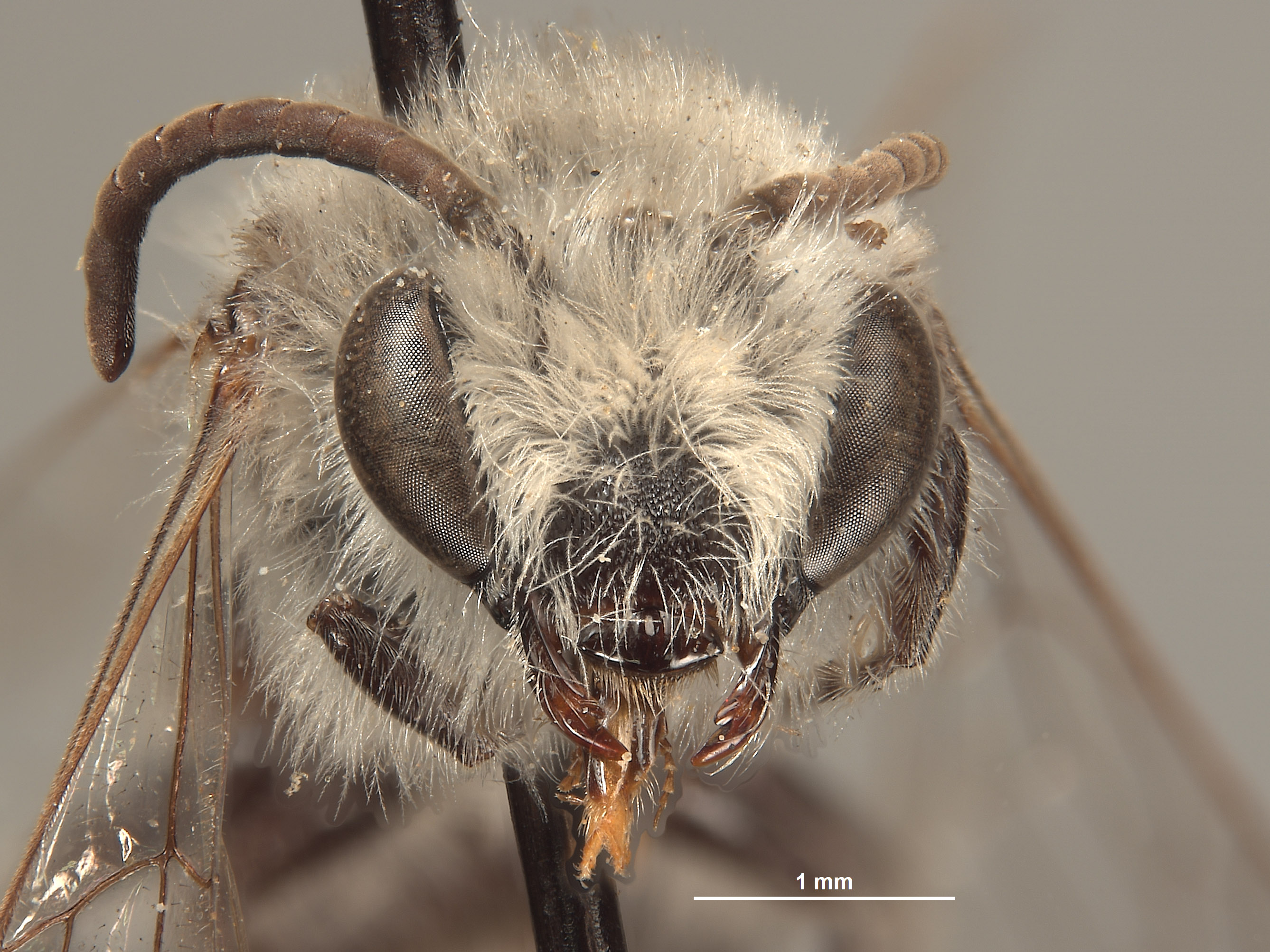 Colletes rudis image