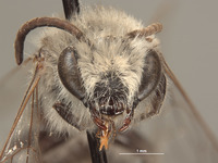 Colletes rudis image