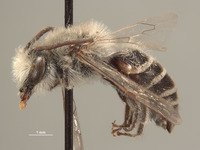 Colletes rudis image