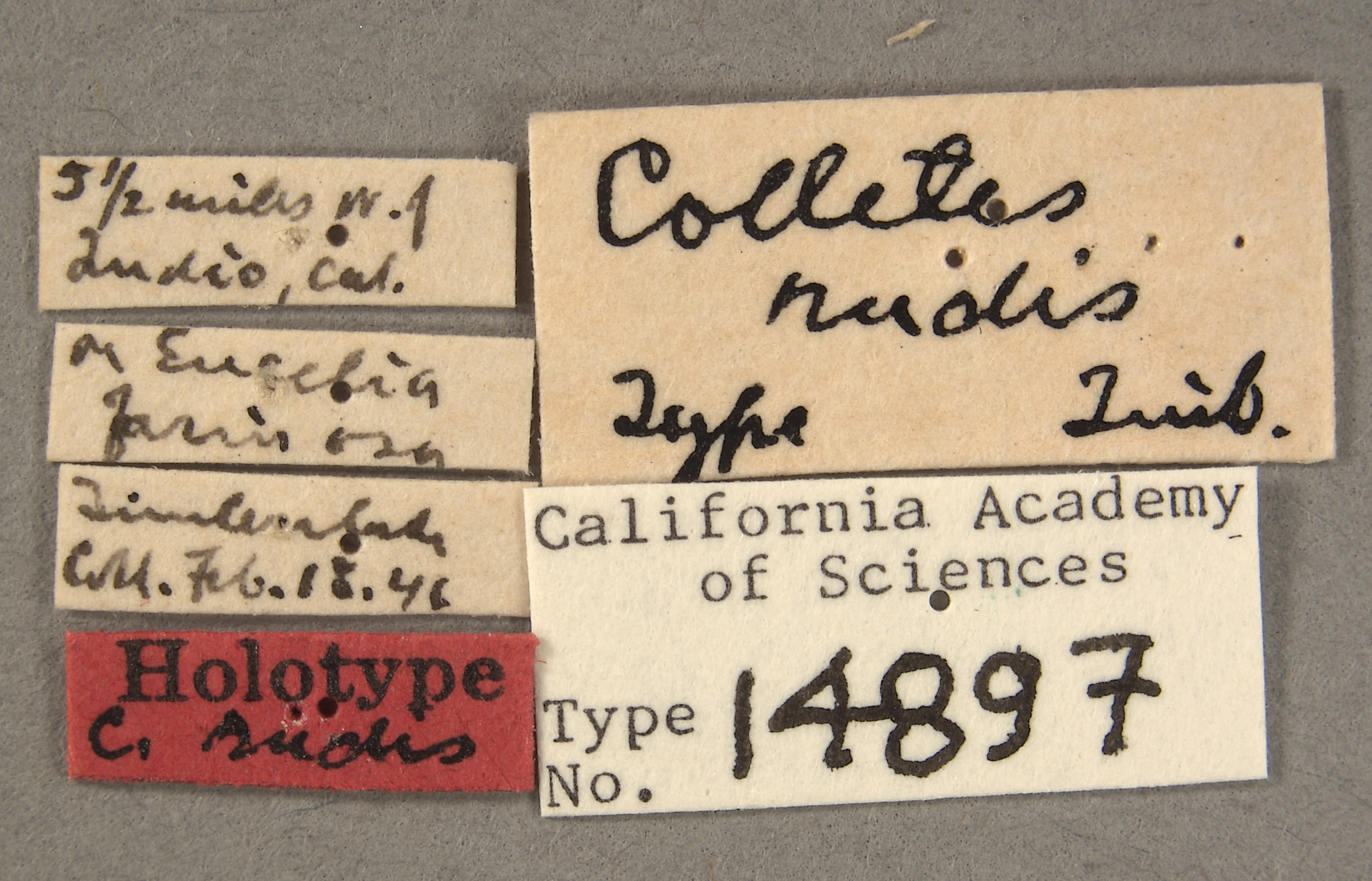 Colletes rudis image