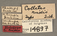 Colletes rudis image