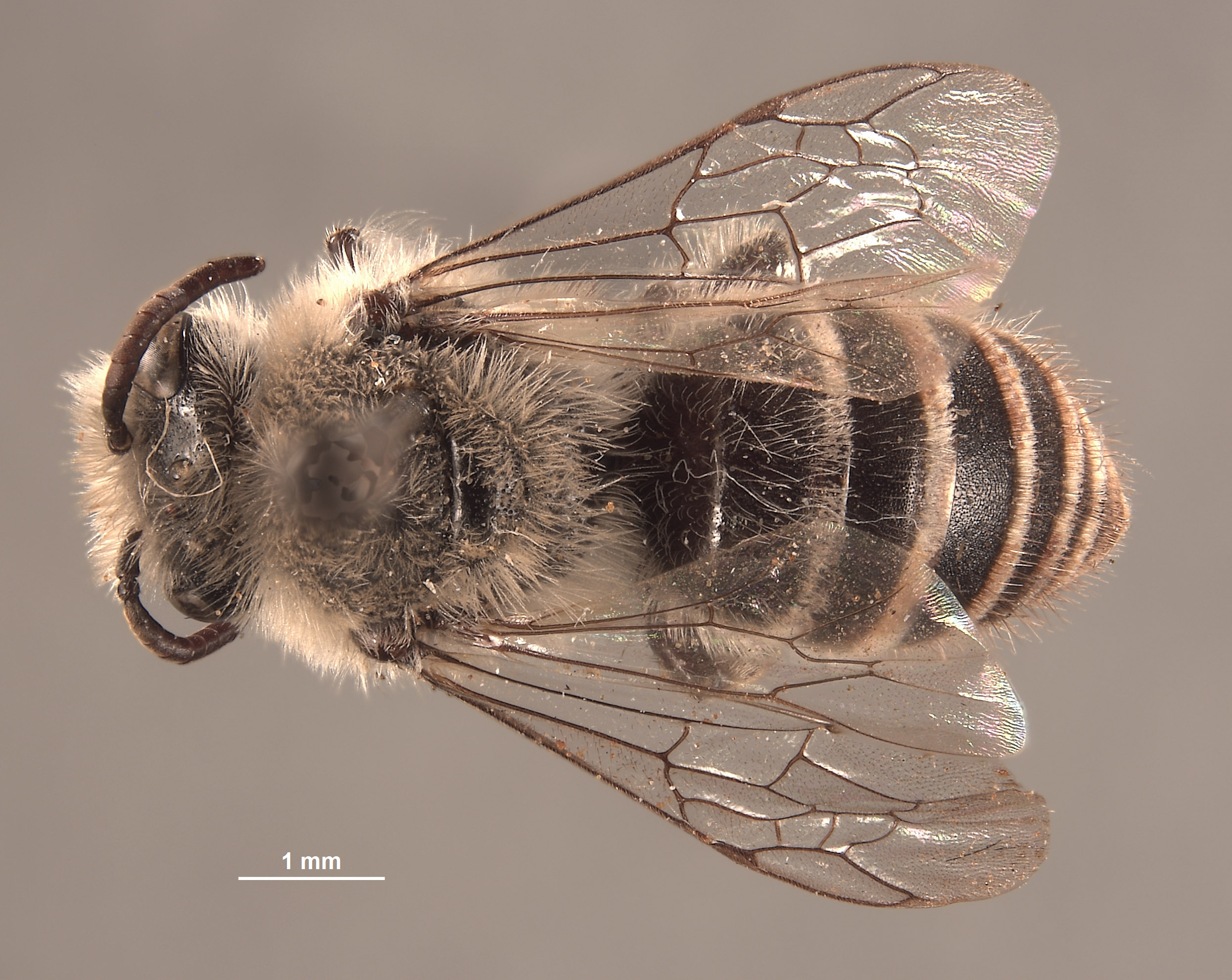 Colletes sphaeralceae image