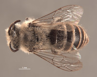 Colletes sphaeralceae image