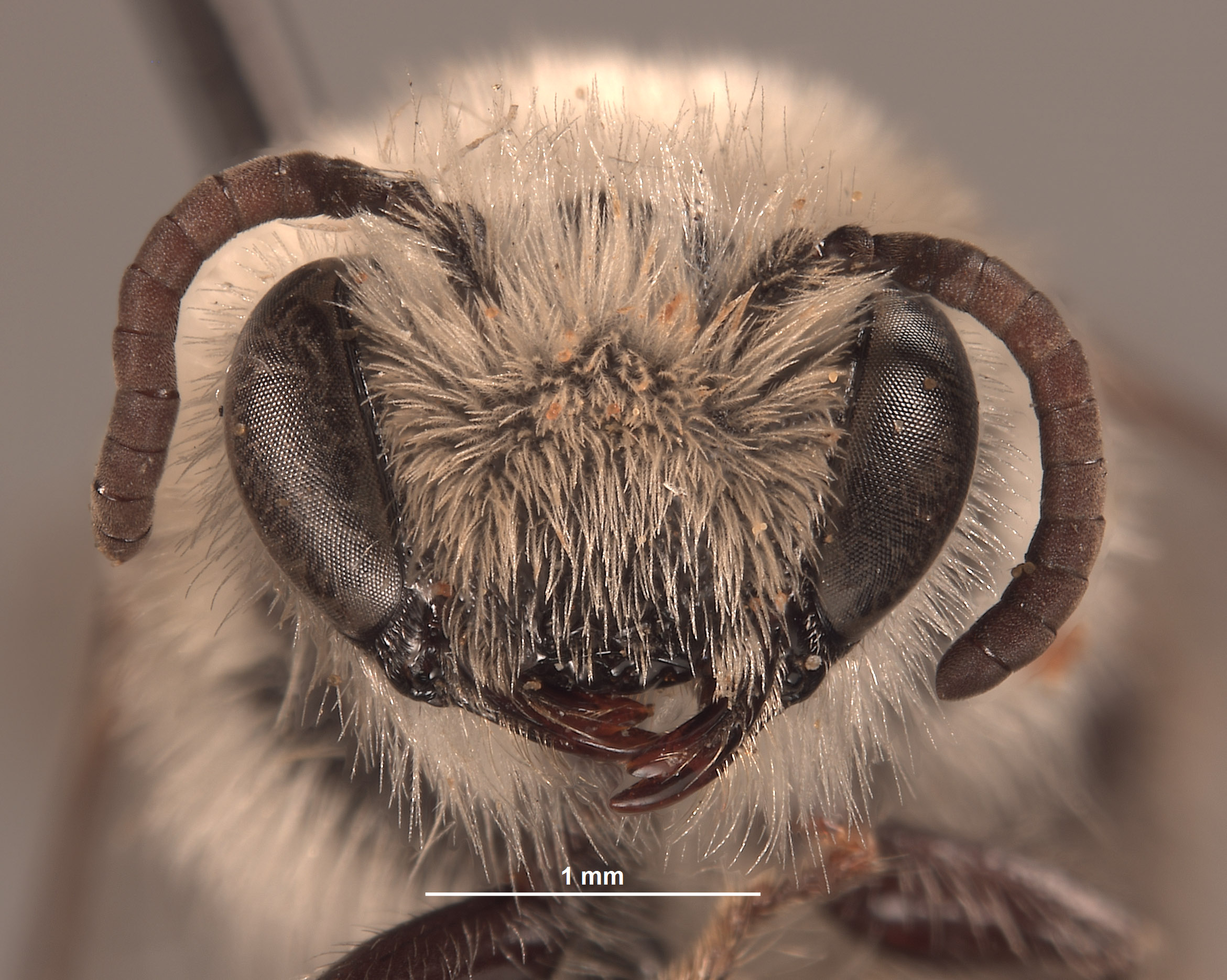 Colletes sphaeralceae image