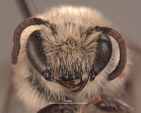 Colletes sphaeralceae image