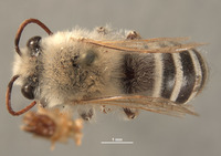 Image of Colletes stepheni