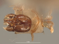 Colletes stepheni image