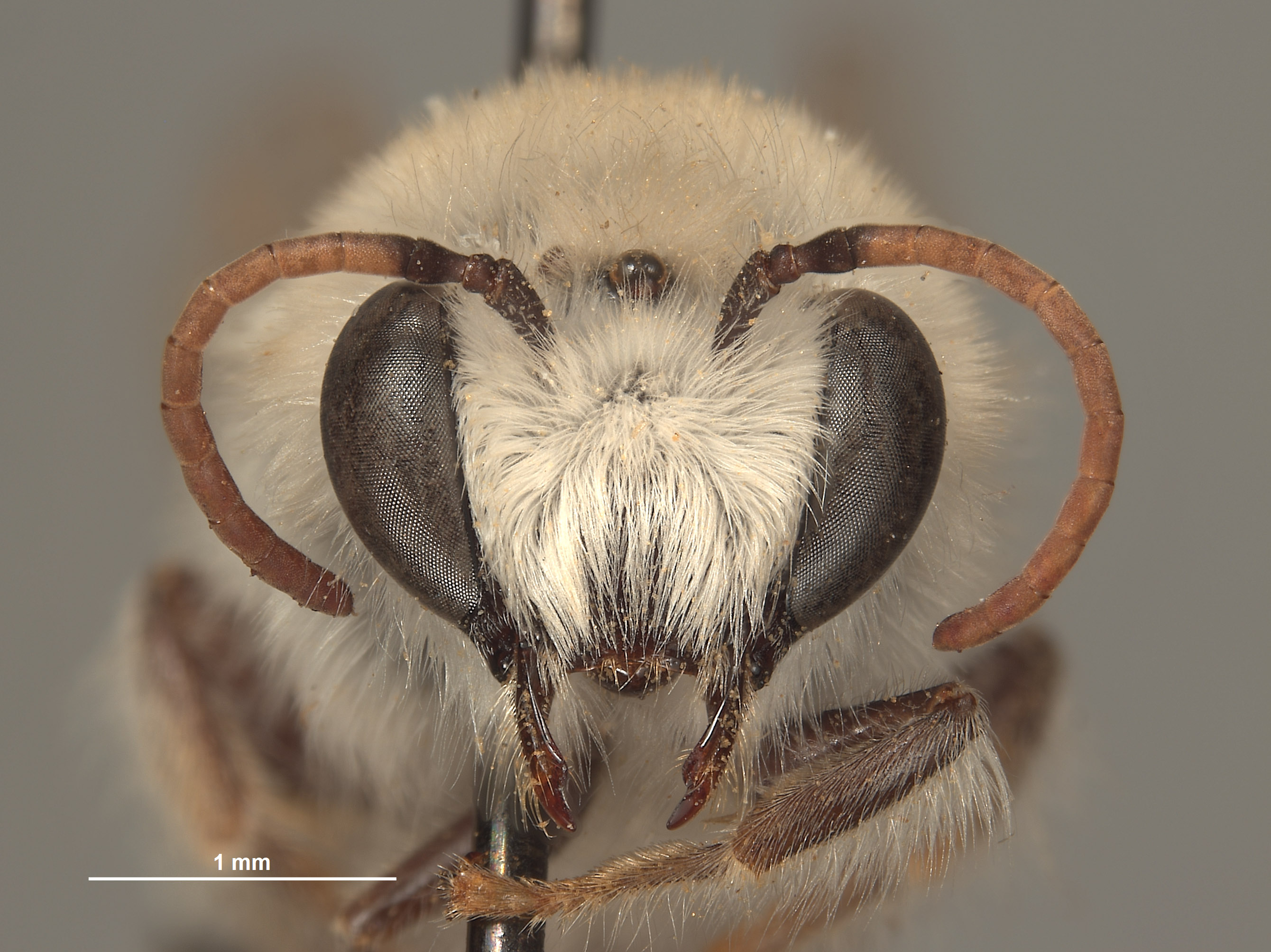 Colletes image