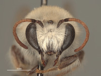 Colletes stepheni image