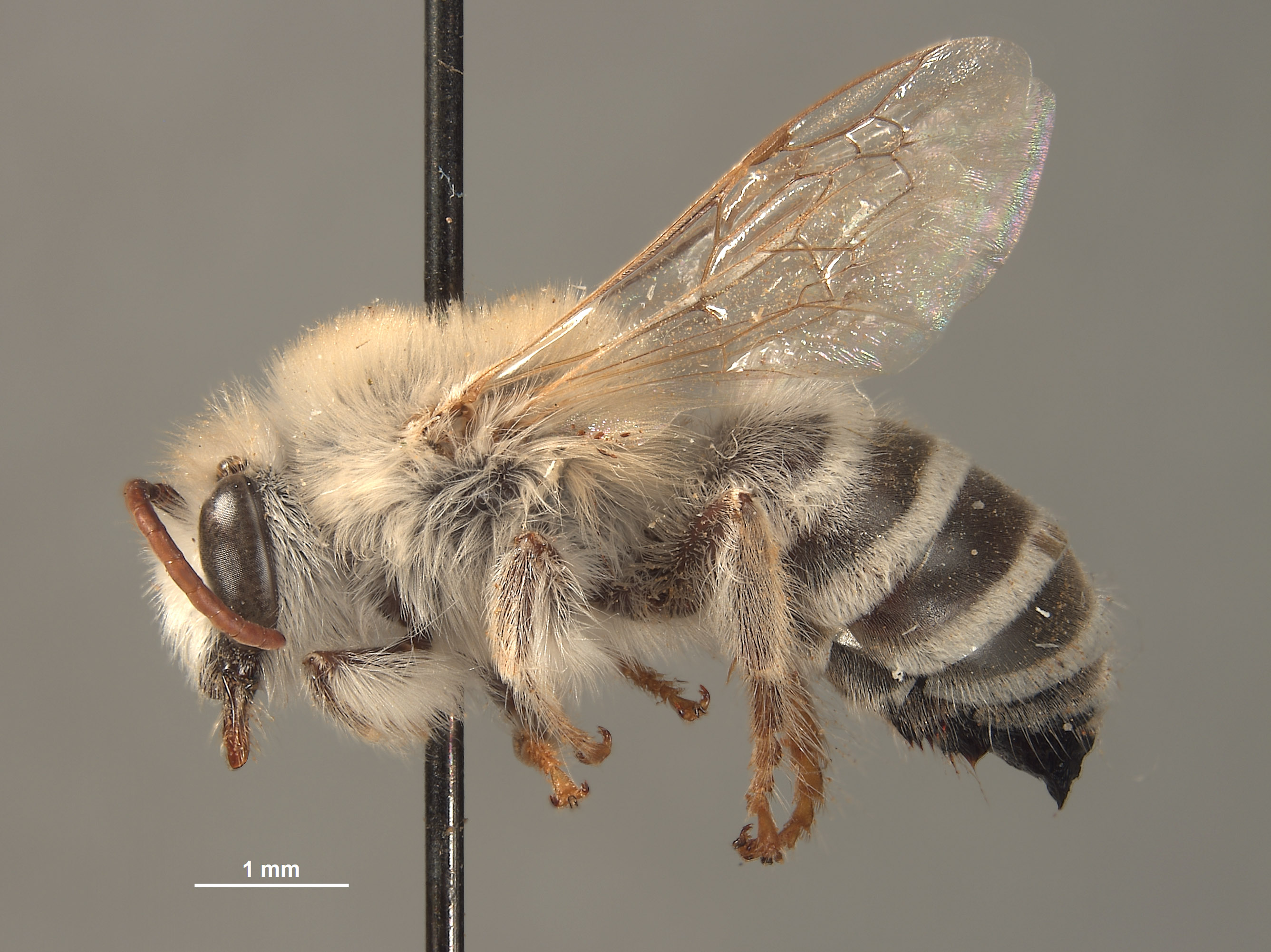 Colletes stepheni image