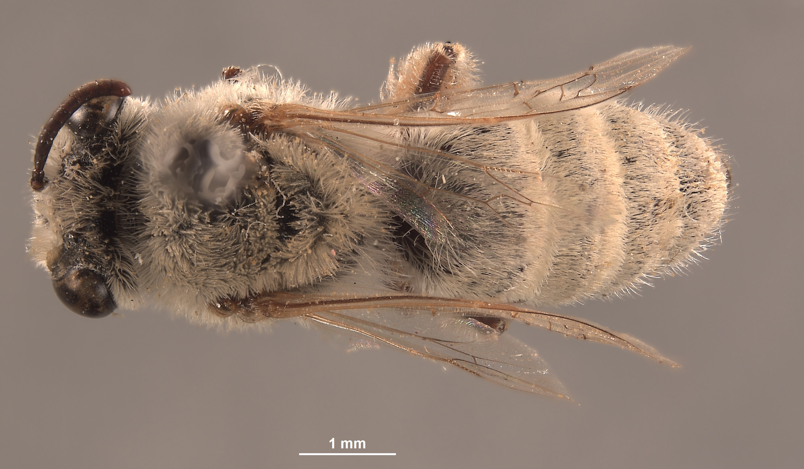 Colletes tectiventris image