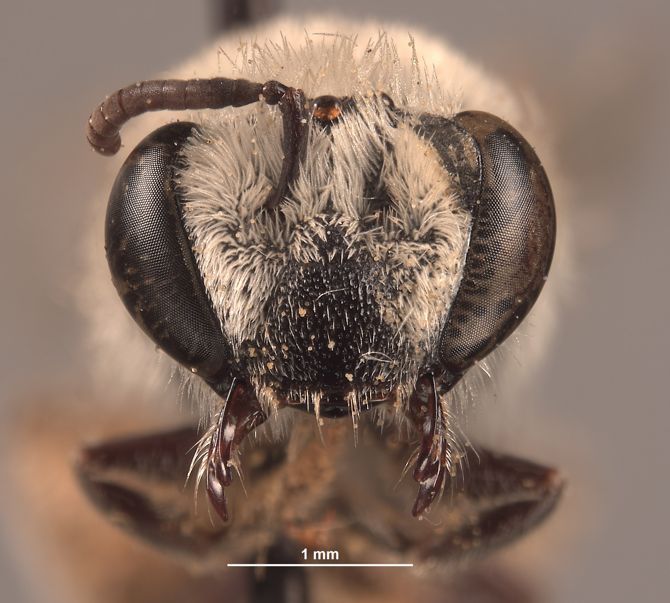 Colletidae image