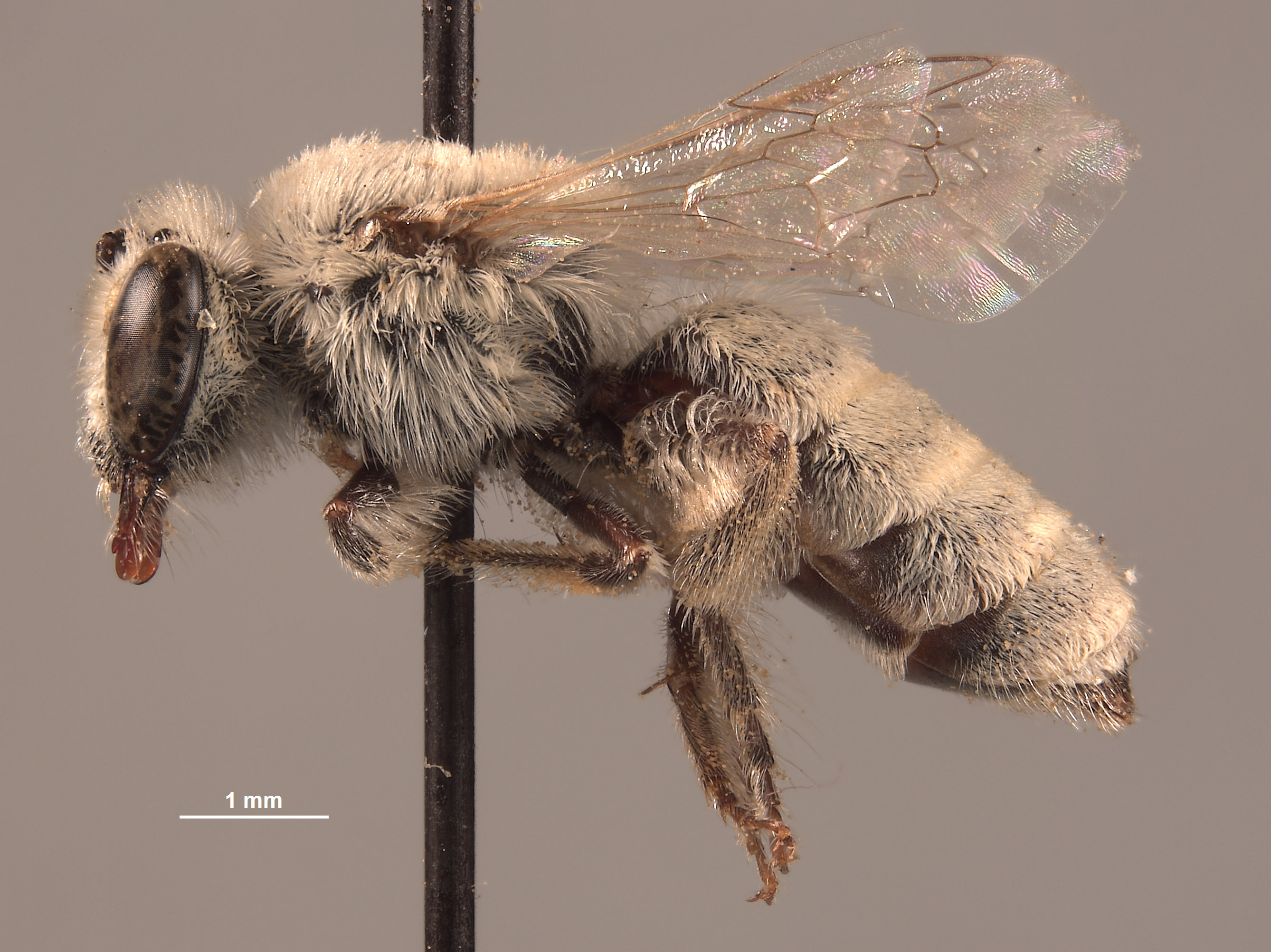 Colletes tectiventris image