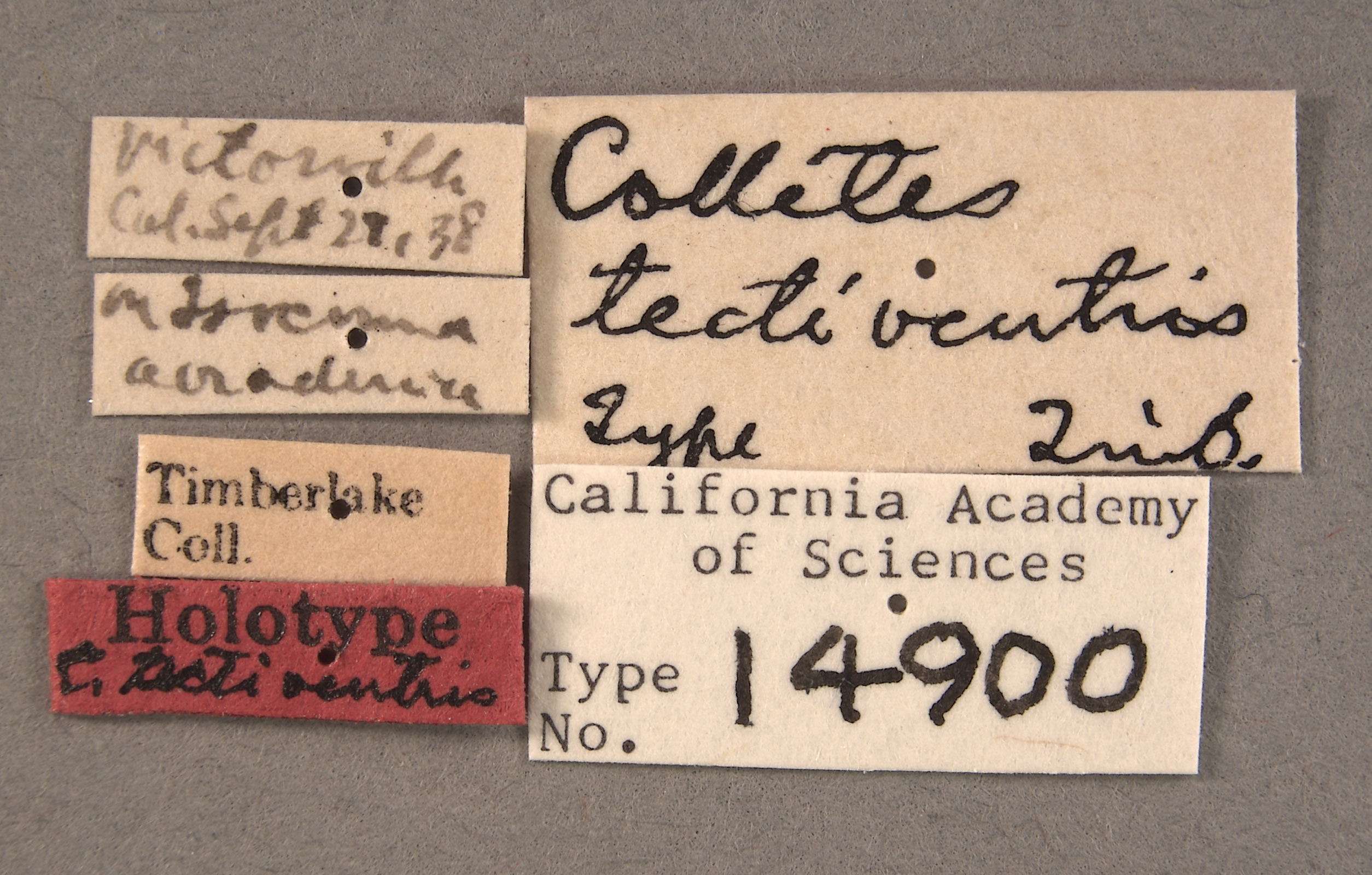 Colletes tectiventris image