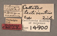 Colletes tectiventris image