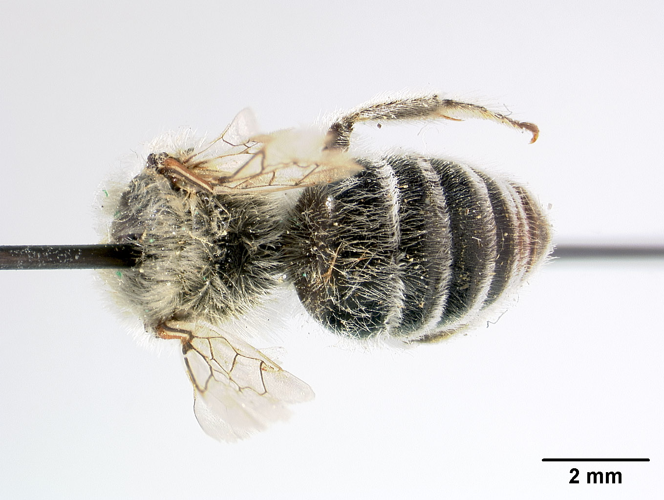 Colletes turgiventris image