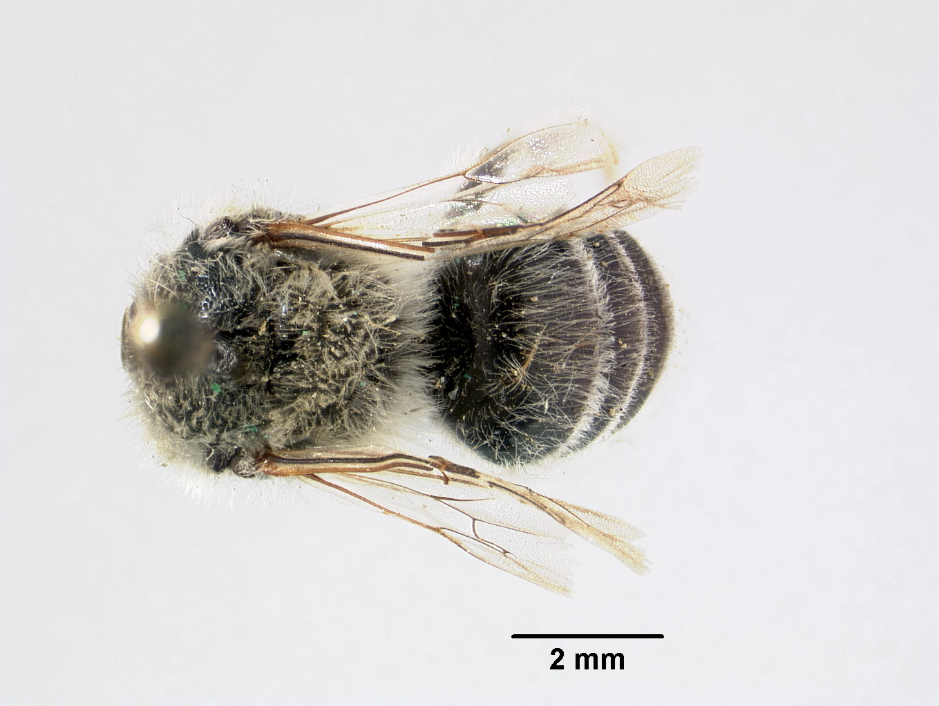 Colletes turgiventris image