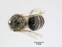 Colletes turgiventris image