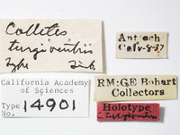 Colletes turgiventris image