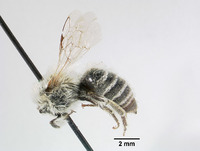 Colletes turgiventris image