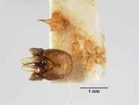 Colletes turgiventris image