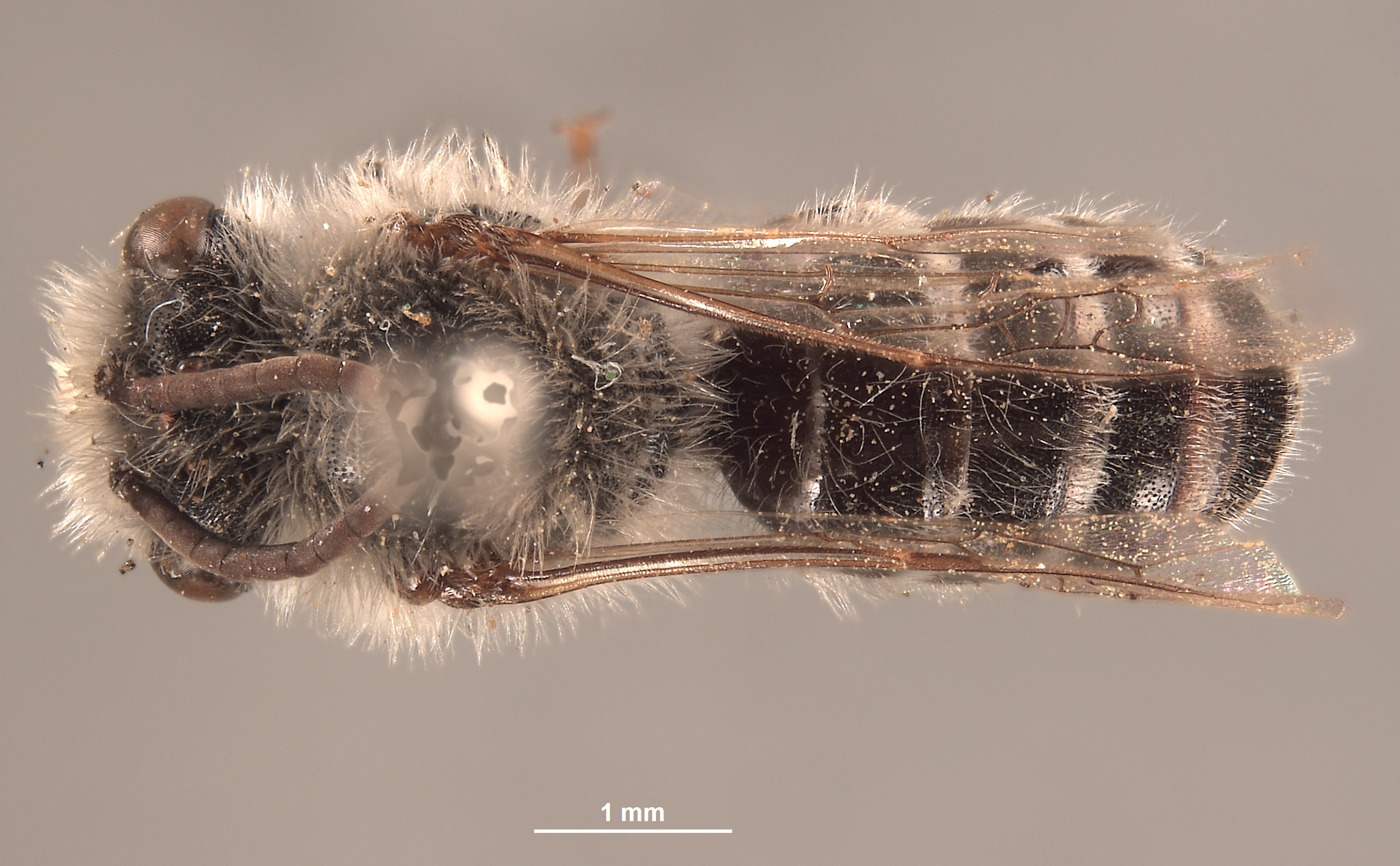 Colletes xerophilus image