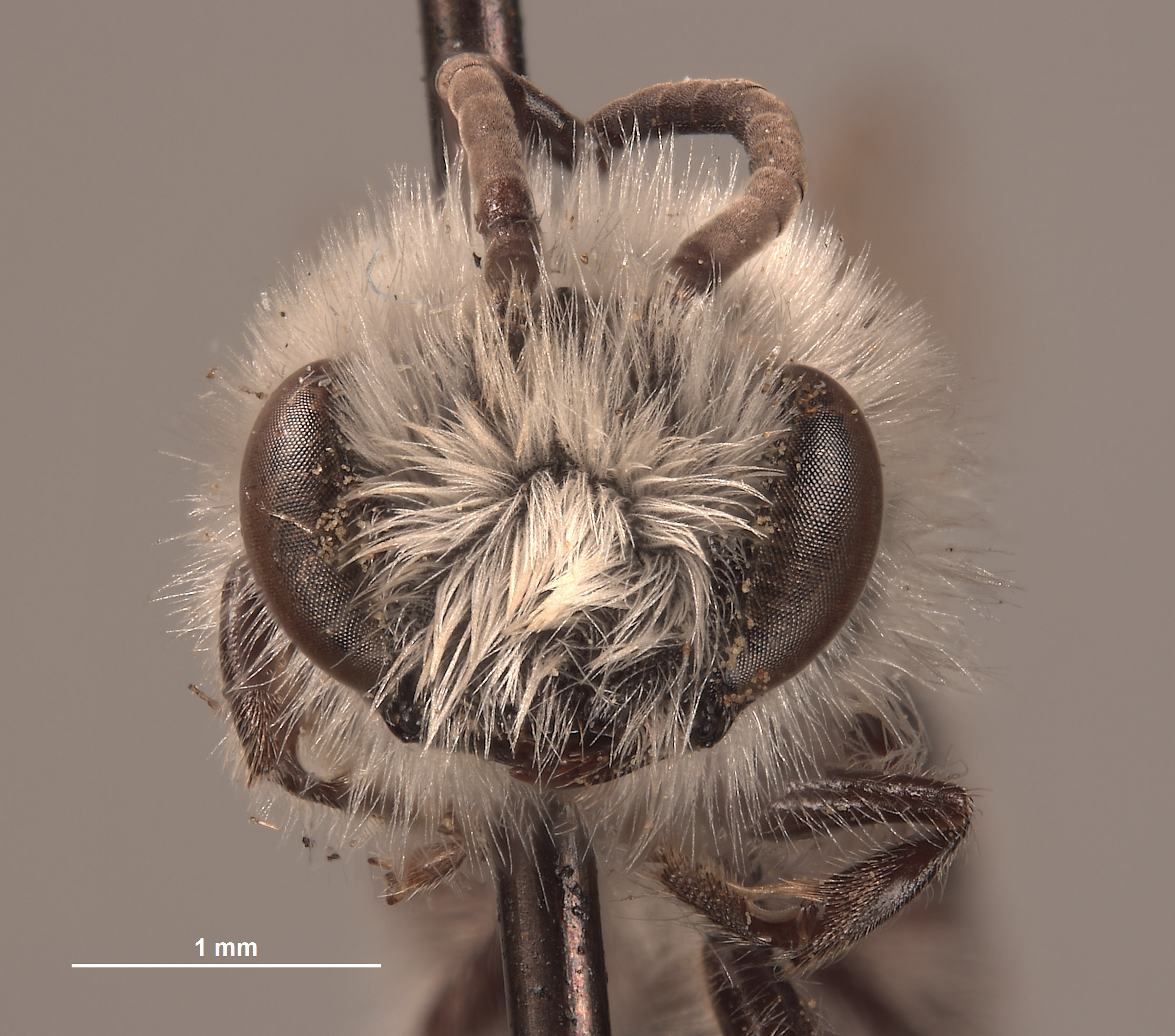 Colletes xerophilus image